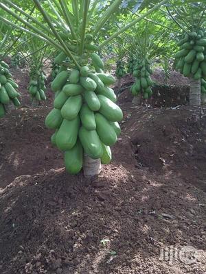 Pawpaw Seed (Dwarf Hybrid)