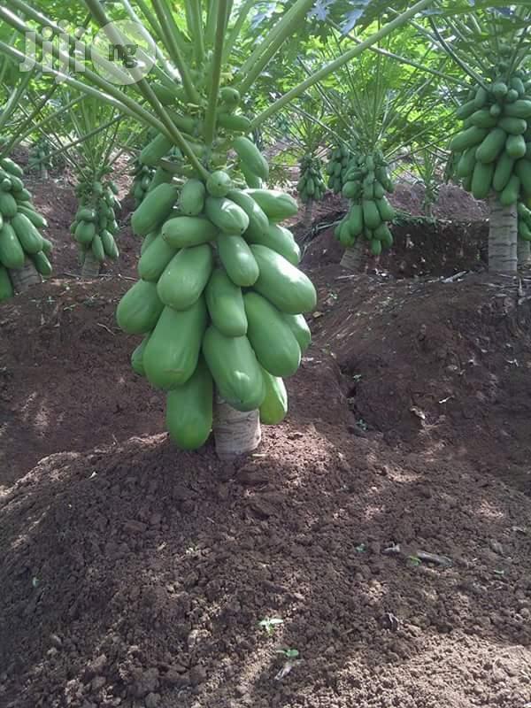 Pawpaw Seed (Dwarf Hybrid)