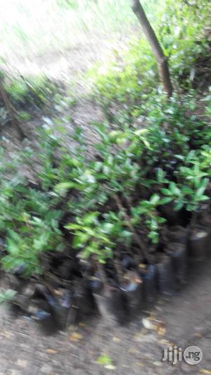 Hybrid Oilpalm