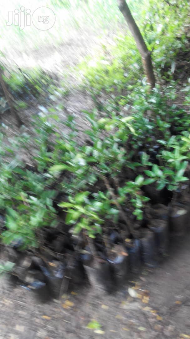 Hybrid Oilpalm