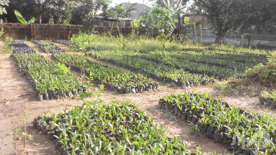 Hybrid Oilpalm