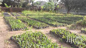 Hybrid Oilpalm