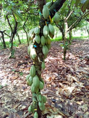 Hybrid Oilpalm