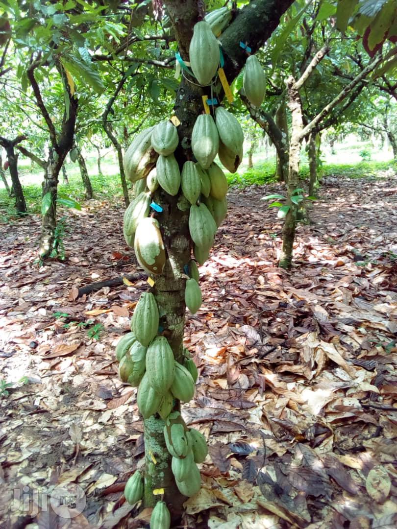 Hybrid Oilpalm