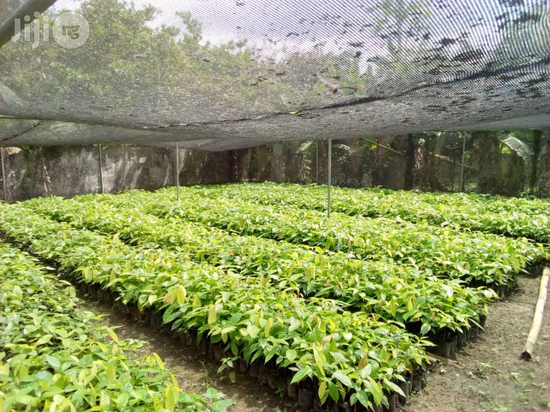 Hybrid Oilpalm