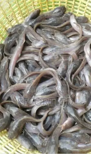Fingerlings, Juveniles, Stand Juveniles