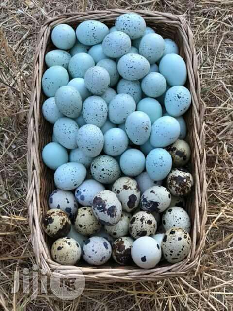 Quail Eggs.