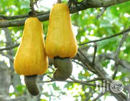 Cashew Nuts