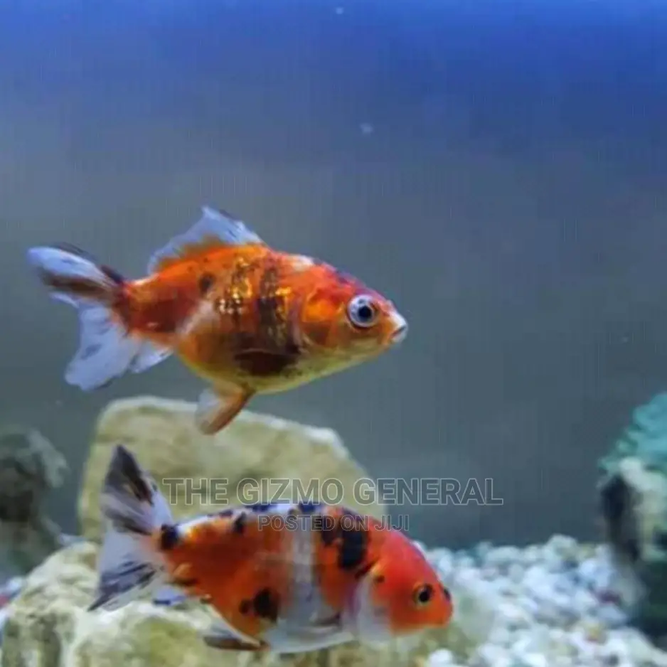 Ornamental Aquarium Fish