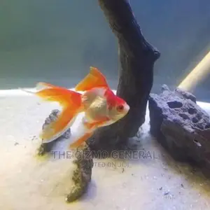 Ornamental Aquarium Fish