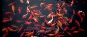 Ornamental Aquarium Fish