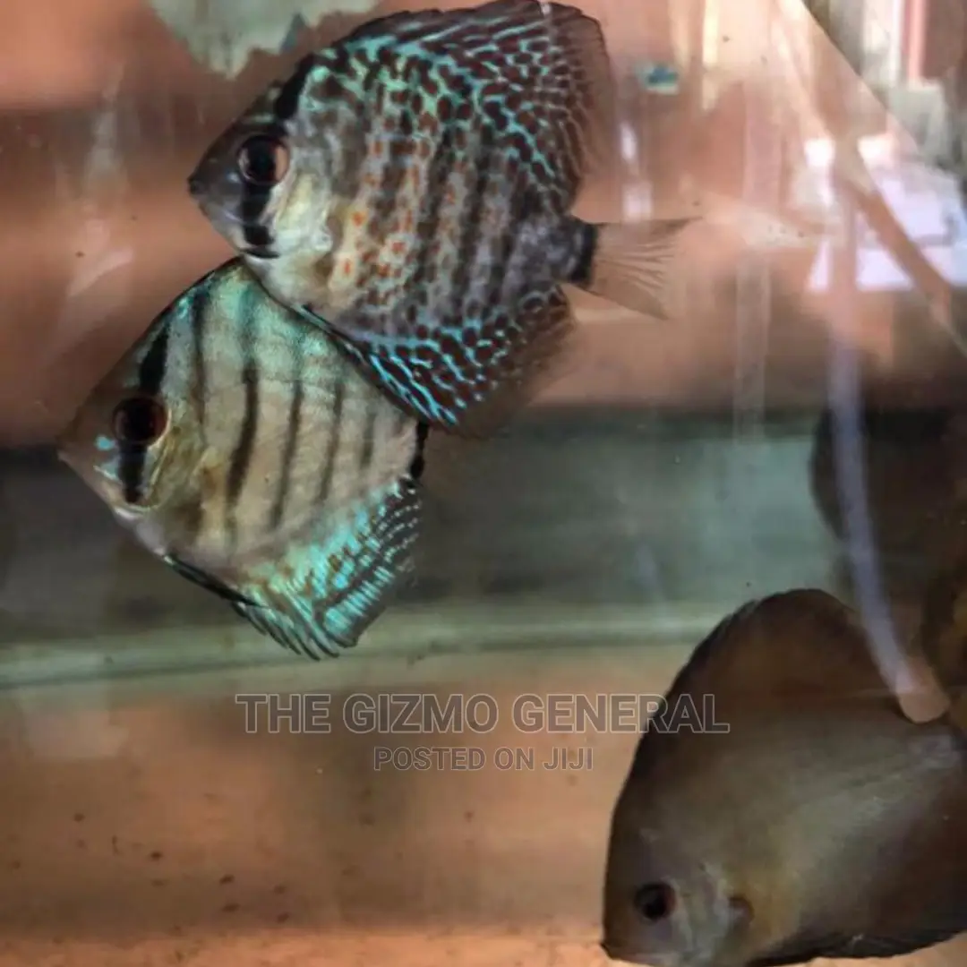 Ornamental Aquarium Fish