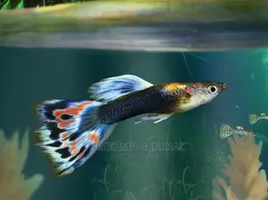 Ornamental Aquarium Fish