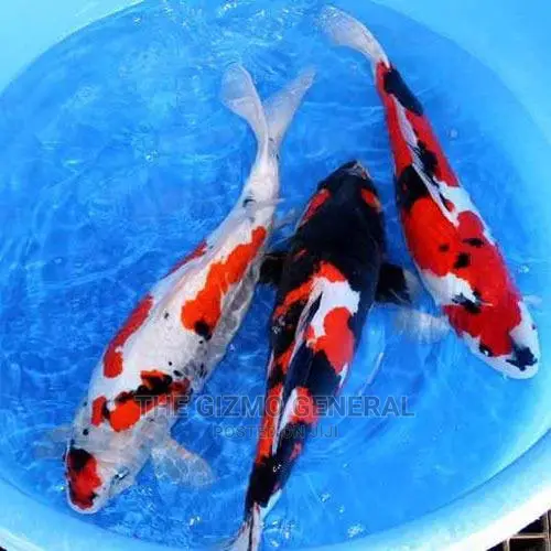 Japanese Koi Carp Fish
