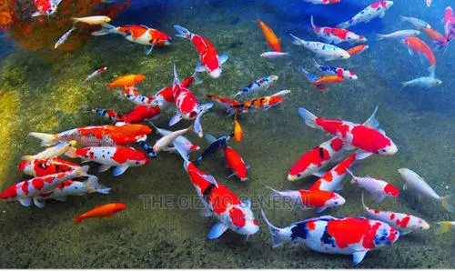 Japanese Koi Carp Fish
