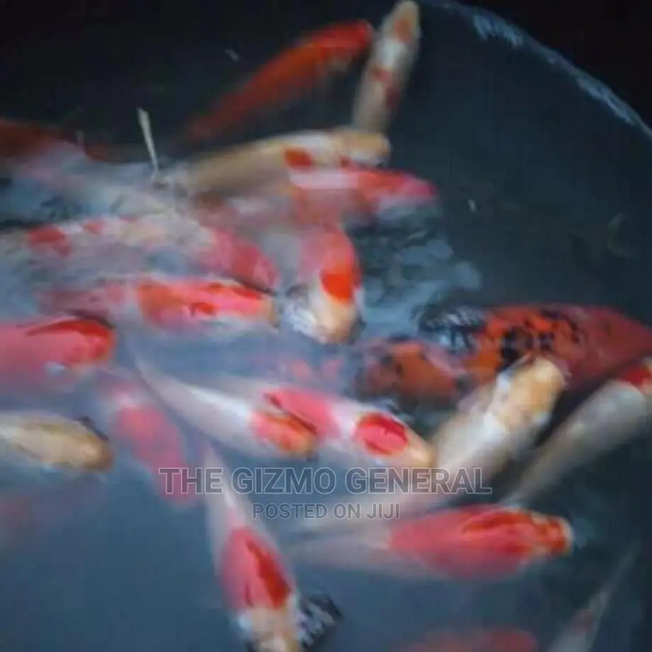 Japanese Koi Carp Fish