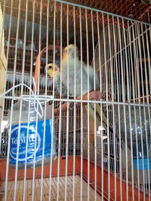 Cockatiel Parrots for Sale