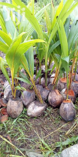 Hybrid Coconut Seedlings