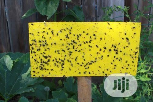 Sticky Traps For Insects