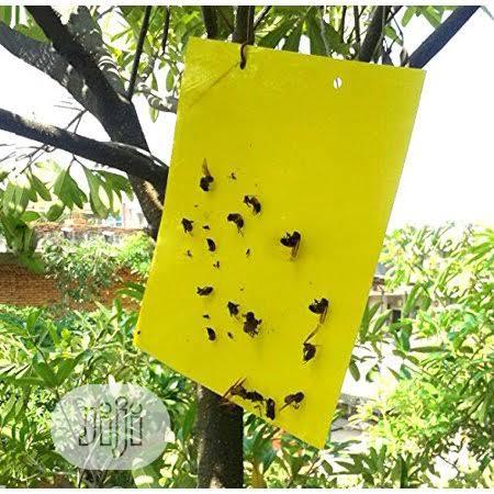 Sticky Traps For Insects