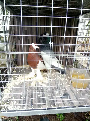 Revised Wing Pouter For Sale