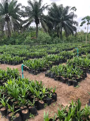 Hybrid Super Gene Palm Tree Seedling