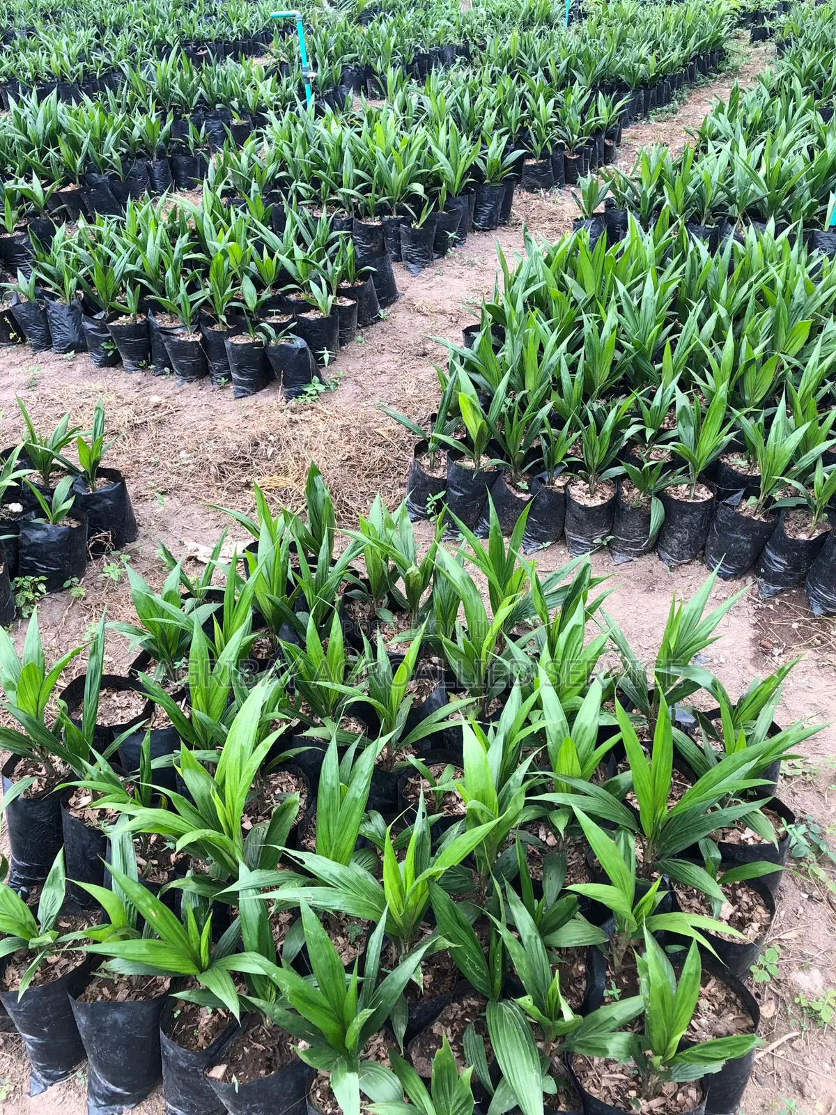 Hybrid Super Gene Palm Tree Seedling