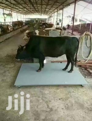 Cow Weighing Scales 5 Tons