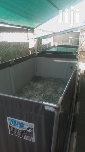 Lysek Fish Pond Construction