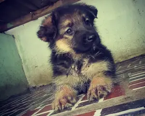 1-3 months Female Purebred German Shepherd