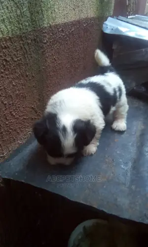 Female Purebred Lhasa Apso