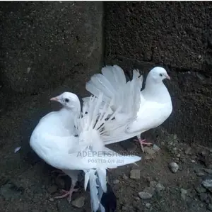 Fantail Pigeons For Sale