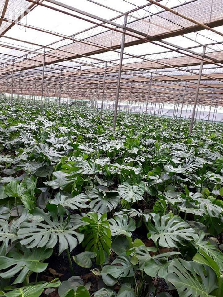 Green House