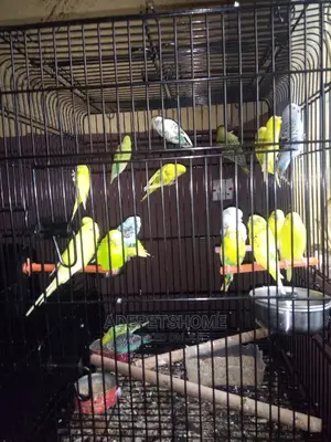 Budgies for Sale