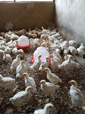 4 Weeks Broilers And Cockerel Available For Sale