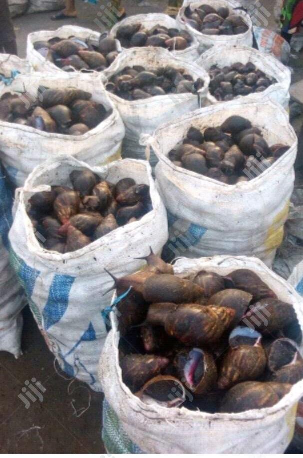 Small,Medium, Big Size Snails for Sale