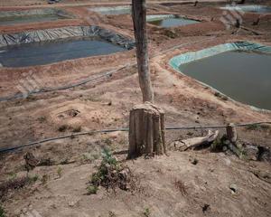 Dam Linen Fish Farming