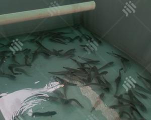 Fish Pond Construction