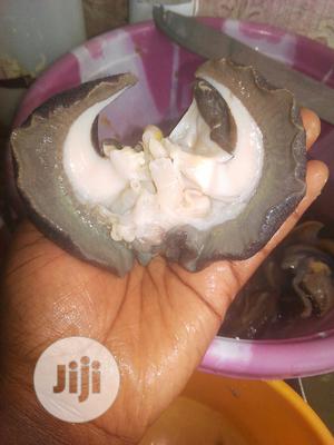 Jumbo Snails