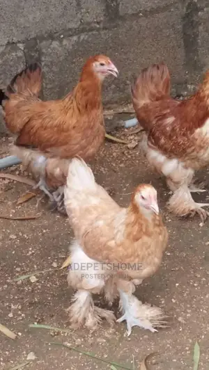 Giant Brahma For Sale