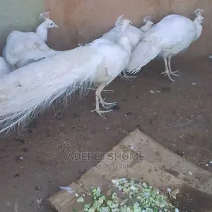 Photo - Adult White Peacocks for Sale