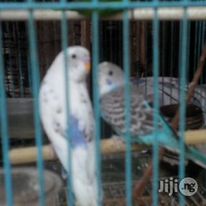 Buggies Bird