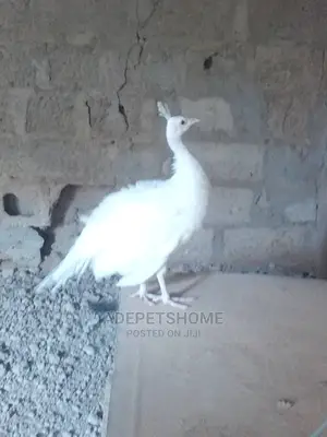 Cheap White Peacocks for Urgent Sales