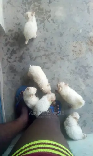 1-3 Months Female Purebred American Eskimo