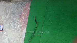 Green Grass For Compound Design