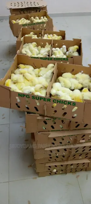 Chubbyb Broiler