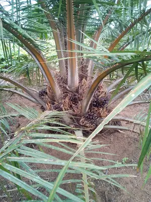 Hybrid Super Gene Palm Tree Seedling