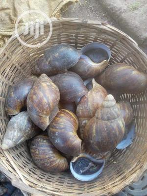 Large Table Size Snails