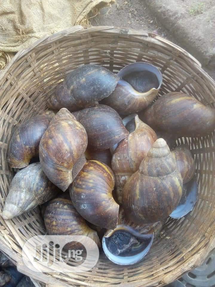 Large Table Size Snails