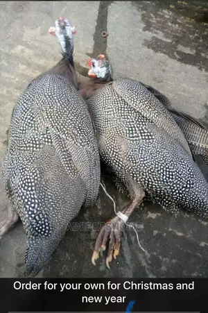 Guinea Fowls for Sale